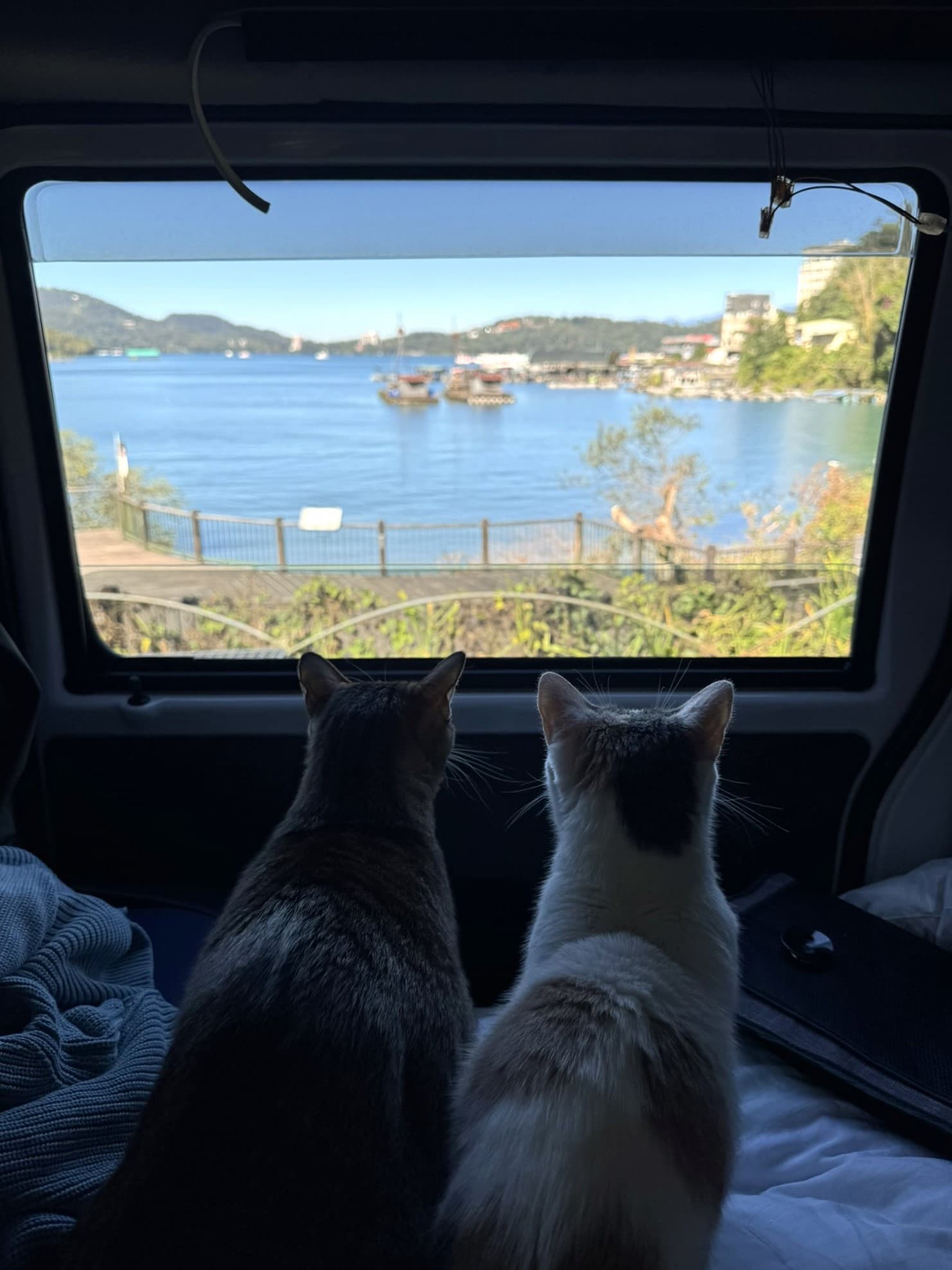 Paws and Window